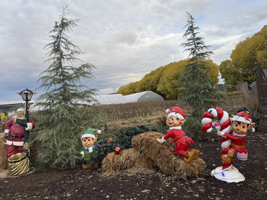 Colorful figures of Santa Claus and his cheerful elves set up outdoors, spreading classic Christmas magic.