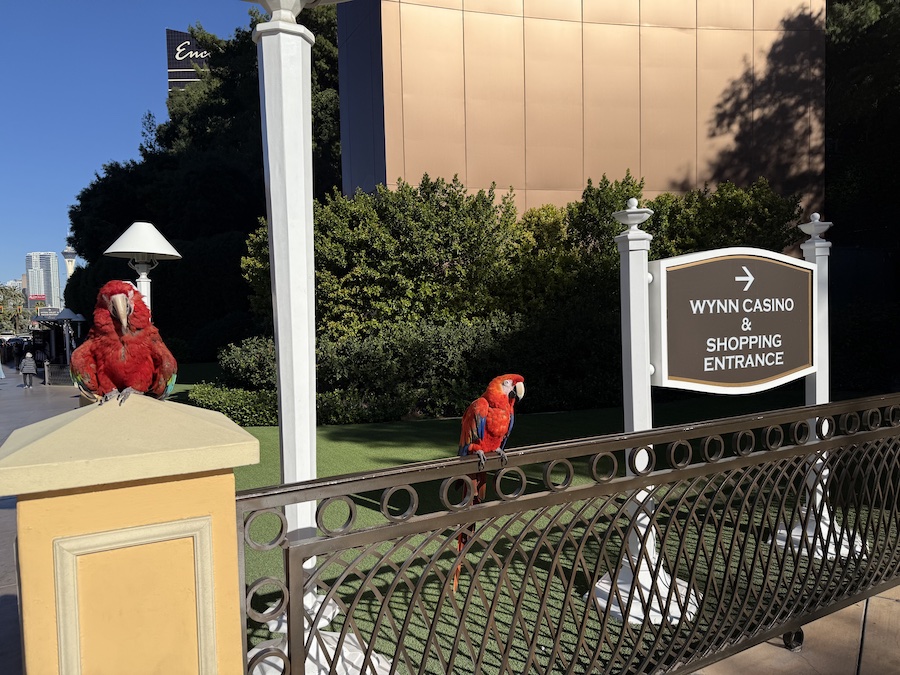 Colorful parrots perched on a fence near the Wynn casino & shopping entrance signpost