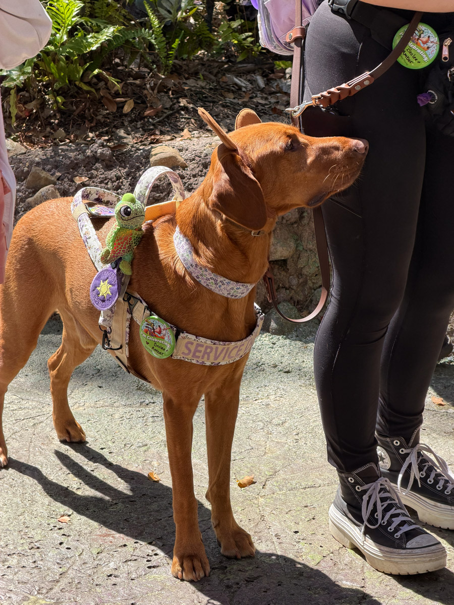 Service dog with harness at Disney’s Animal Kingdom Pandora area in Orlando.