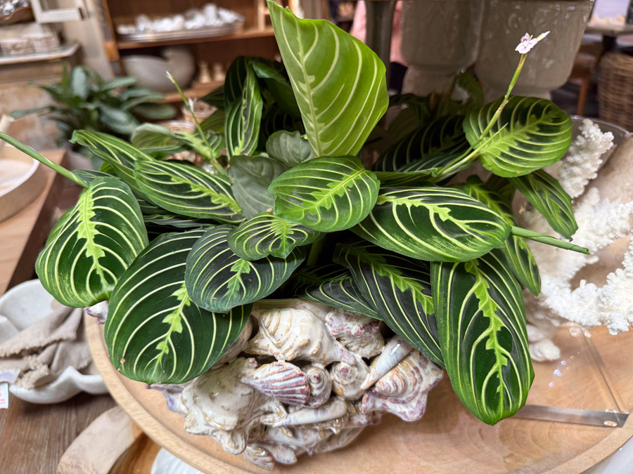 Maranta prayer plant with patterned green leaves in a shell-shaped planter, coastal home decor display at Roger’s Gardens.