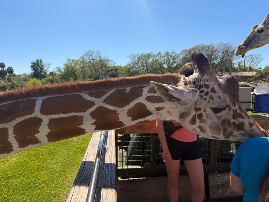 Close-up giraffe on Serengeti Safari