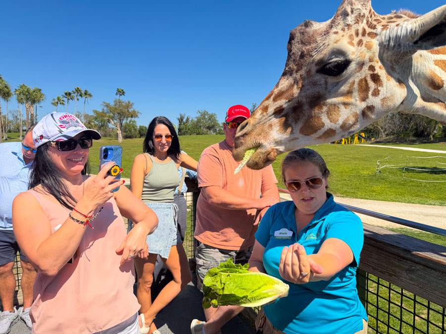 Giraffe feeding experience at Busch Gardens