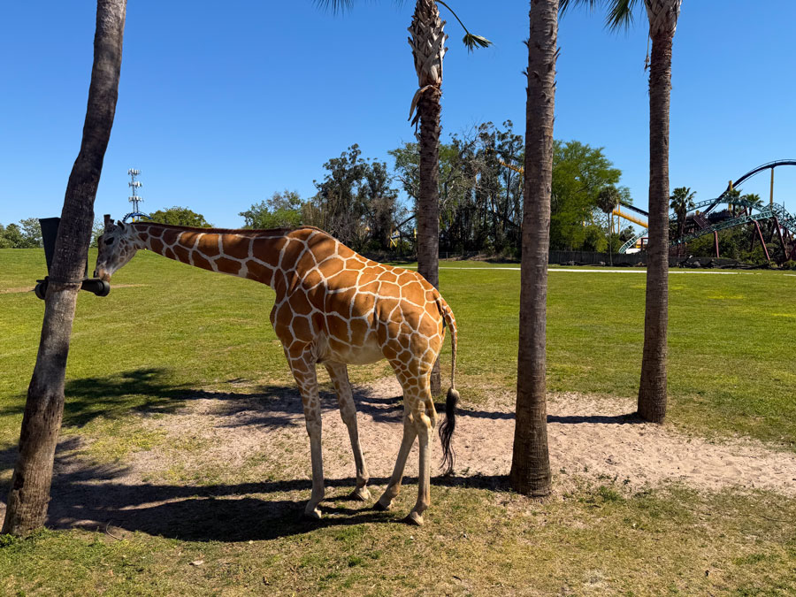 Giraffe at Busch Gardens Serengeti Safari