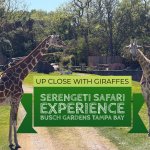Giraffes on Serengeti Plain at Busch Gardens