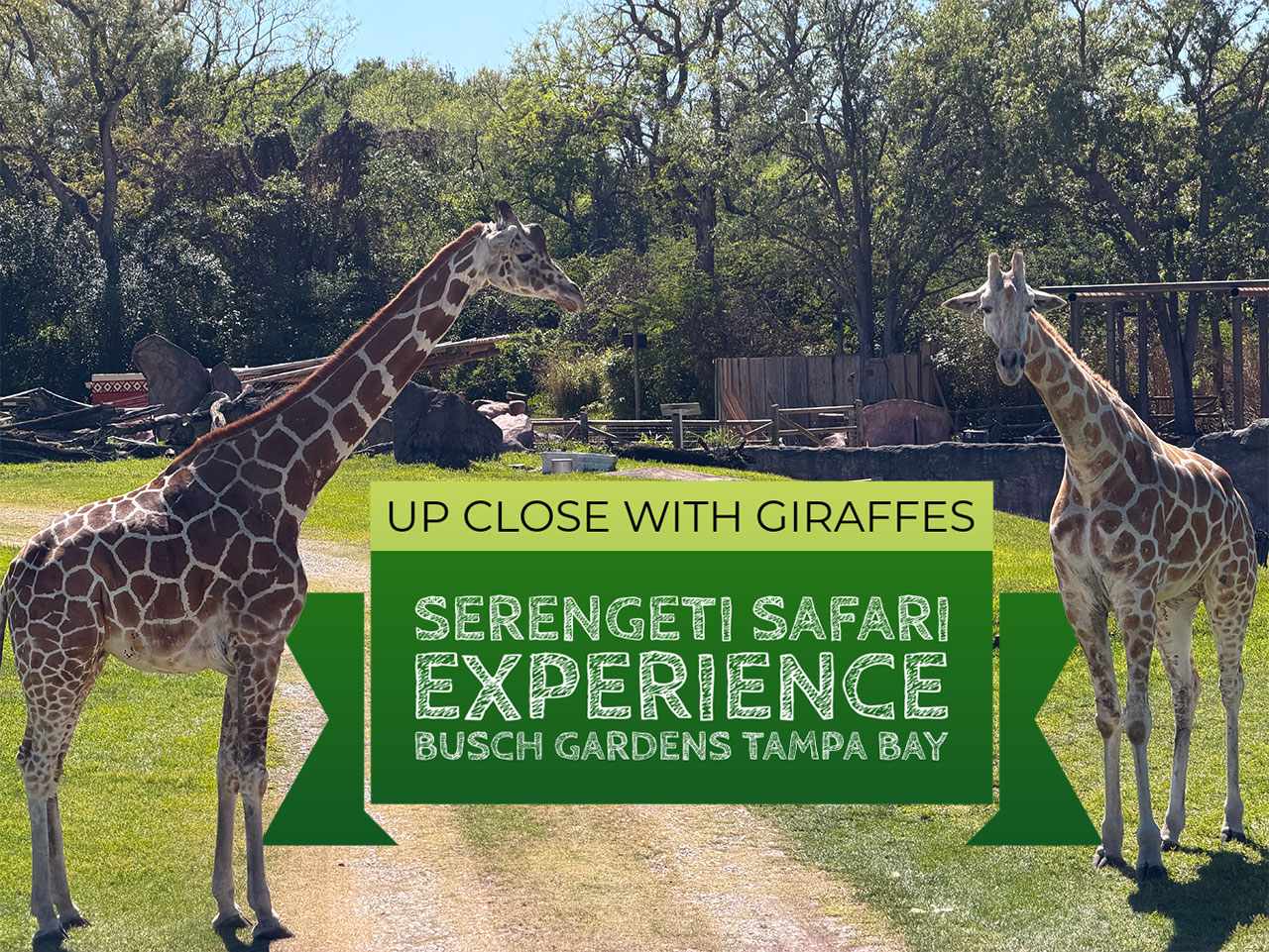 Serengeti Safari Tips at Busch Gardens Tampa Bay: How to Get the Best Experience