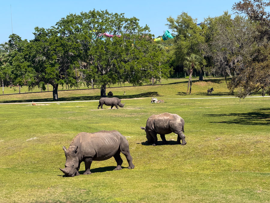 Rhinos on Serengeti Safari tour