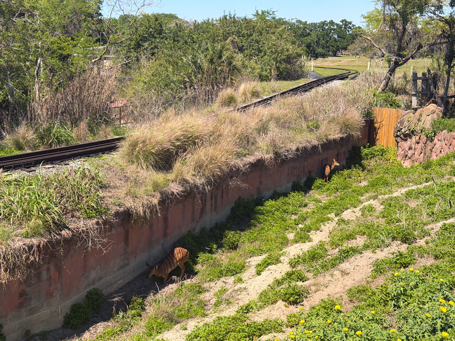 Serengeti Express train tracks at Busch Gardens