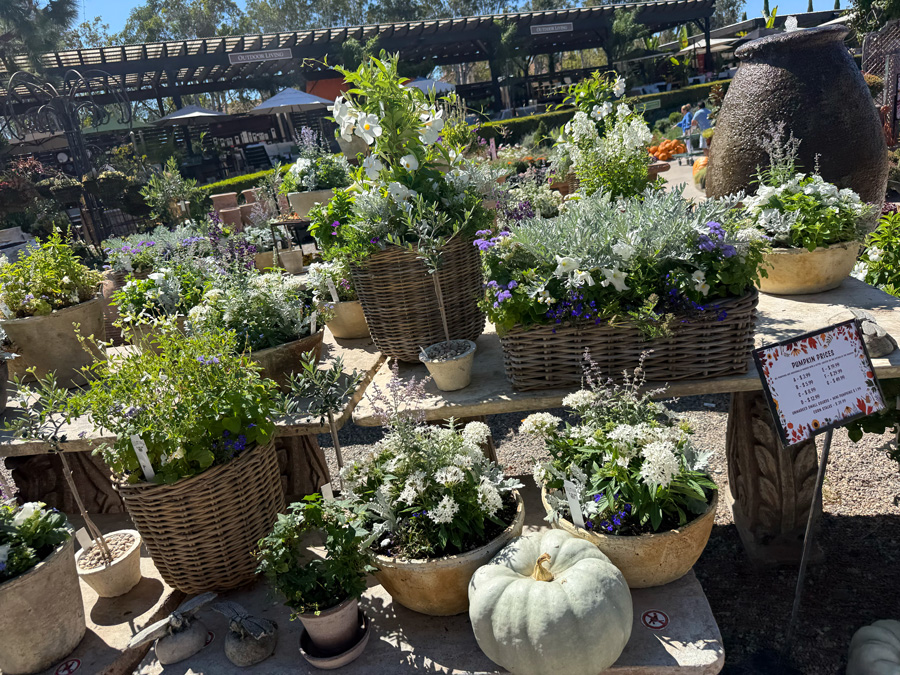 White and purple fall planters with heirloom pumpkins at Roger’s Gardens
