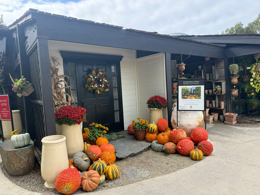 Outdoor front entrance decorated for autumn with colorful orange pumpkins, gourds, red potted chrysanthemums, corn stalks, and a seasonal door wreath.