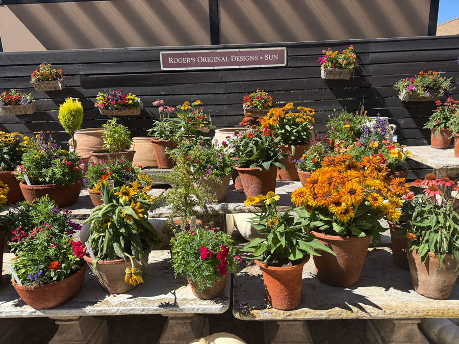 Colorful fall flowers in terracotta pots at Roger’s Gardens