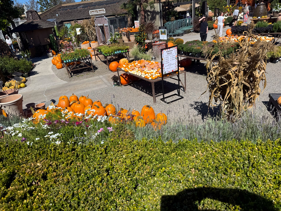 Fall pumpkin displays throughout Roger’s Gardens in Corona del Mar