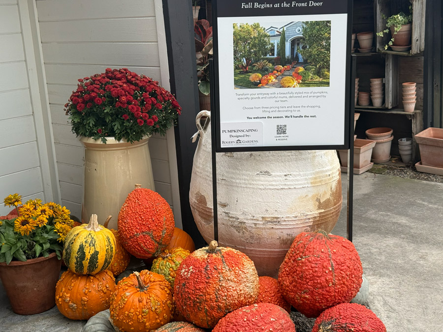 Roger's Gardens Pumpkinscaping display board surrounded by warty heirloom pumpkins, gourds, and red potted mums.   