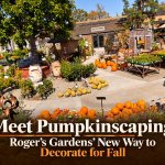 Fall pumpkin displays at Roger’s Gardens with the Meet Pumpkinscaping article title